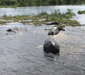 Lake Victoria Shoreline Animals: 15 Species You Need to Know