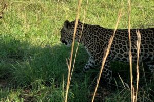 Ultimate Guide to Wild Animals Found in Tanzania Africa Ultimate Guide to Wild Animals Found in Tanzania Africa