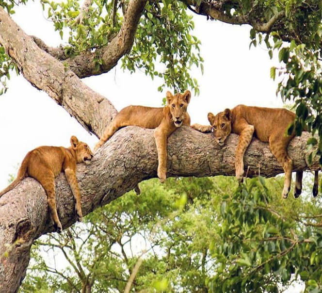 Explore the Extraordinary Queen Elizabeth National Park Uganda