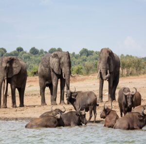 Luxury Masai Mara Safari Packages: The Ultimate Guide