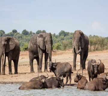 Luxury Masai Mara Safari Packages: The Ultimate Guide