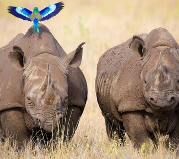 Tracking rhinos in Uganda