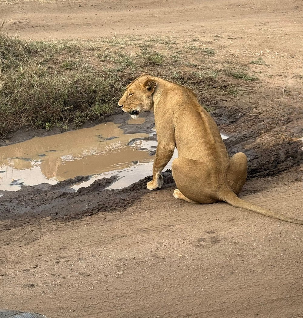 Safari Lodges and Camps in Serengeti National Park