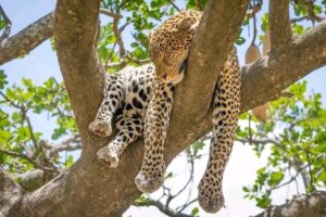 Leopard vs Cheetah vs Jaguar vs Panther: Key Differences Leopard vs Cheetah vs Jaguar vs Panther: Key Differences
