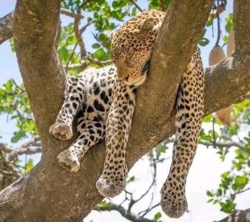 What Is a Group of Leopards Called? Meaning, Origins,
