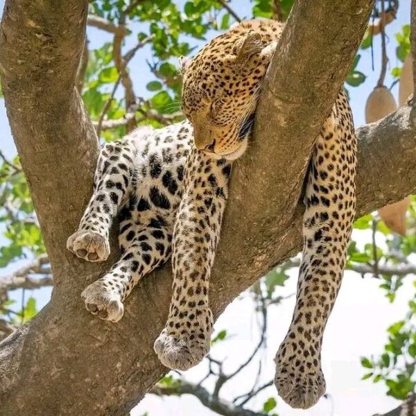 Safari Lodges and Camps in Serengeti National Park