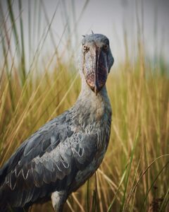 The Shoebill: The Extraordinary Bird That Looks Like The Shoebill: The Extraordinary Bird That Looks Like