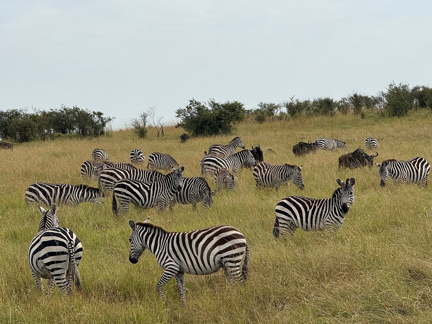 Your Ultimate Guide to a Masai Mara Safari Tour