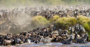 Best Time for Serengeti Migration Safari: The Ultimate Guide Best Time for Serengeti Migration Safari: The Ultimate Guide