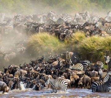 Best Time for Serengeti Migration Safari: The Ultimate Guide