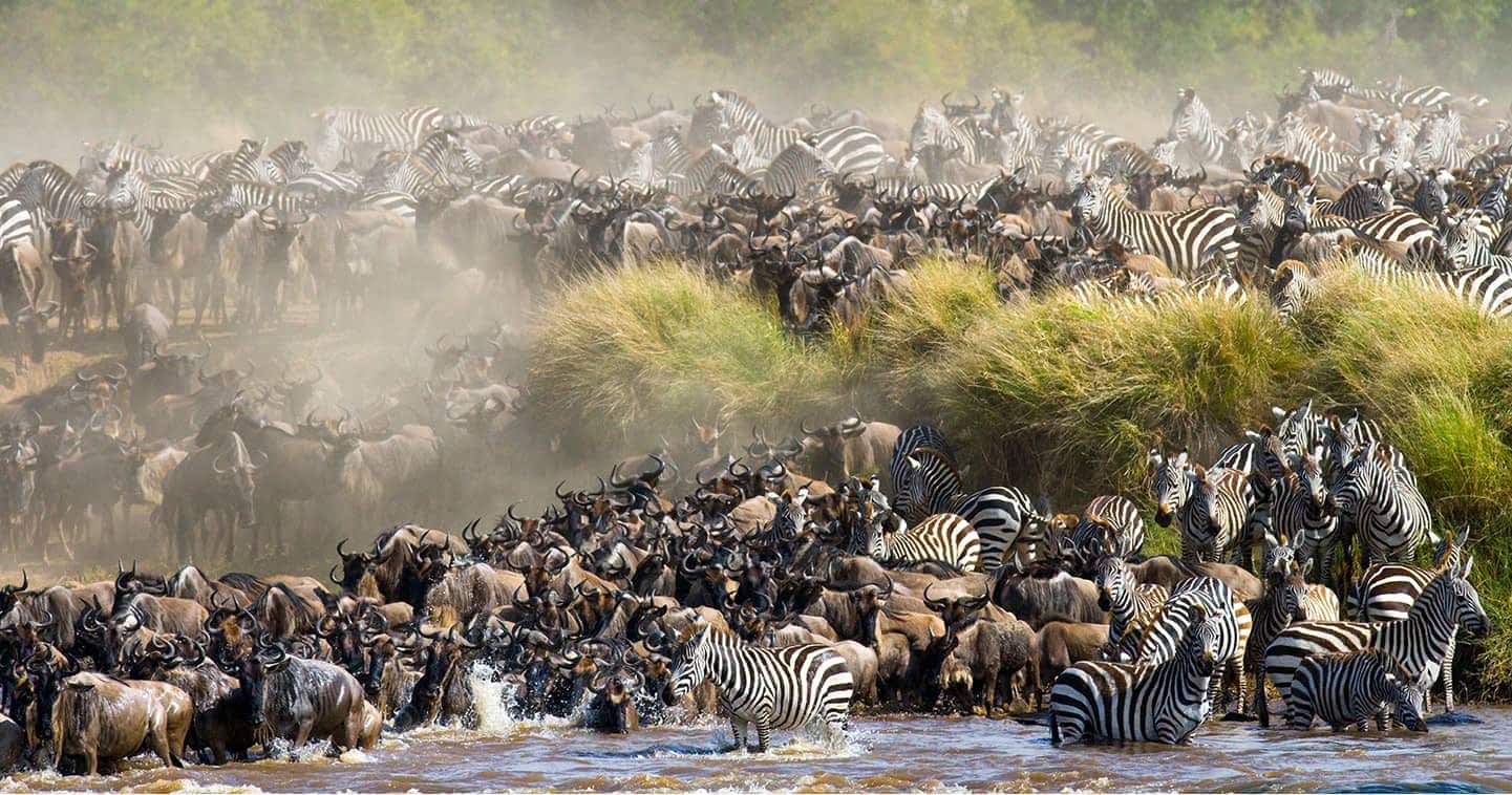 Best Time for Serengeti Migration Safari: The Ultimate Guide