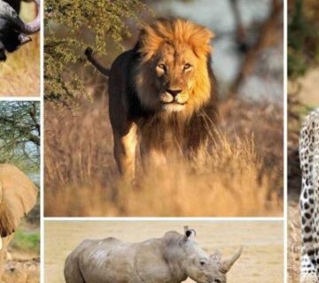 6 Day Unforgettable Northern Tanzania Safari
