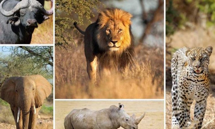 Discover the Thrill of a Big Five Safari in Kenya 6 Day Unforgettable Northern Tanzania Safari