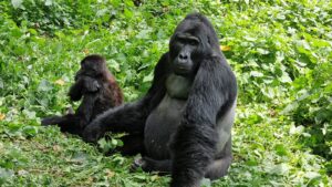 Uganda wildlife safari