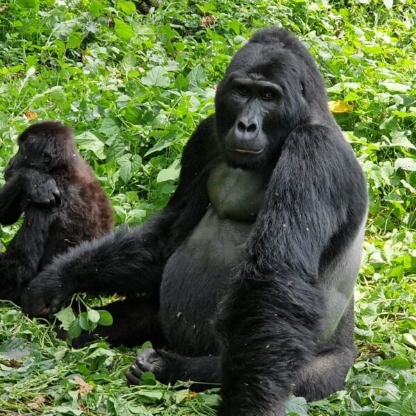 How Uganda Saved Its Gorillas While the World Was Losing