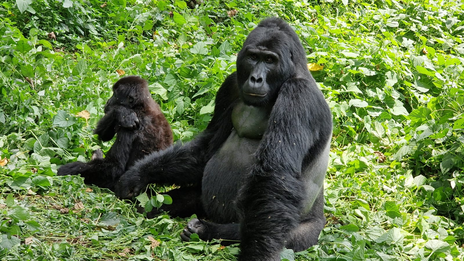Fun and Interesting Facts About Uganda for Travel Safaris 10 Safest Countries in Africa for an Unforgettable Safari