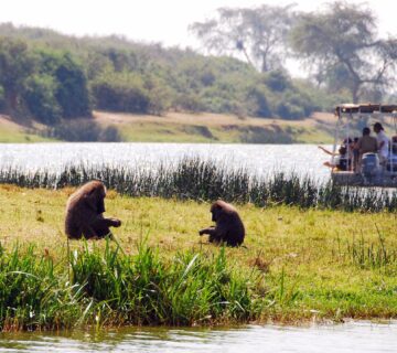 Baboons: The Monkeys with the Scarlet Booties in the wild