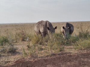 Kenya Travel Itinerary: The Ultimate 7-10-and 14-Day Kenya Travel Itinerary: The Ultimate 7-10-and 14-Day