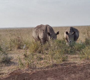 30+ Interesting Facts About Rhinos: Diet, Horns, Behaviour