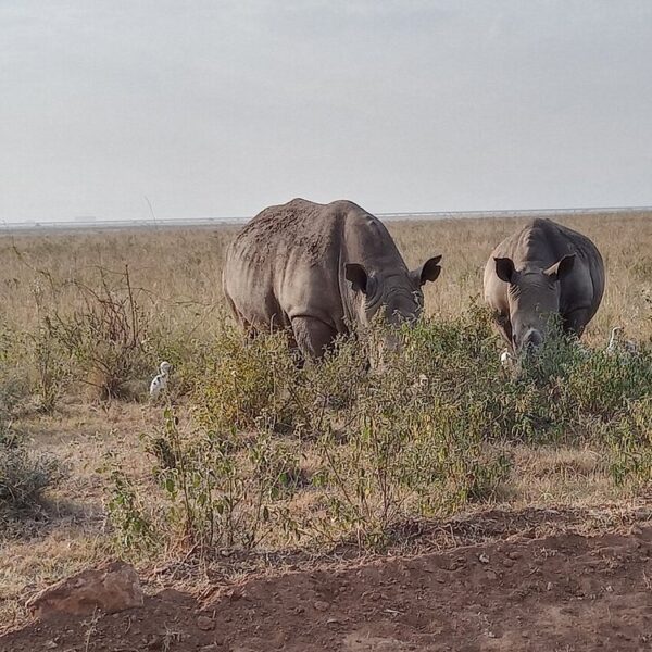 Best Safari Packs in Kenya Ranked: Where to Go and Why Best Safari Packs in Kenya Ranked: Where to Go and Why