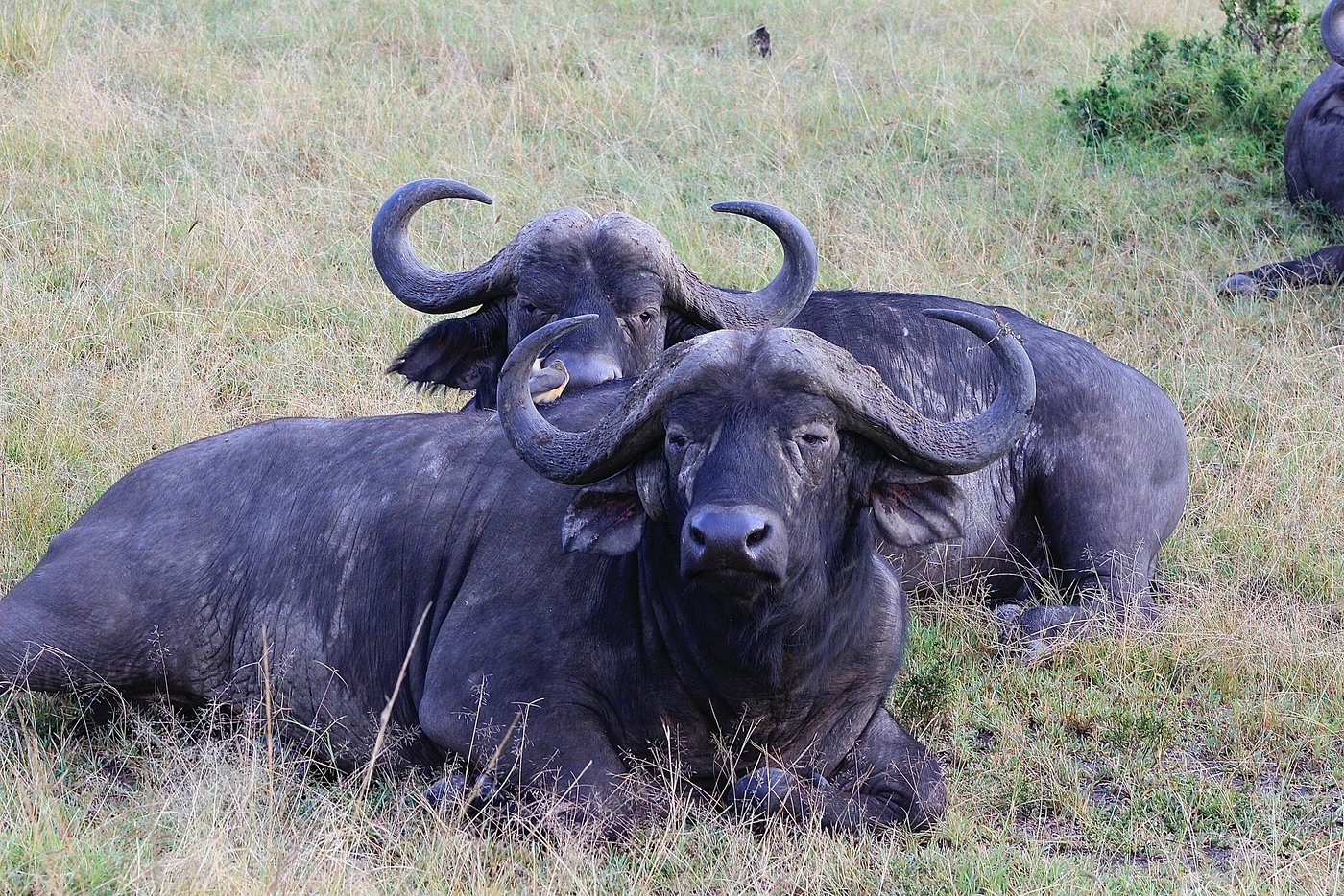 Big Five Safari in Kenya