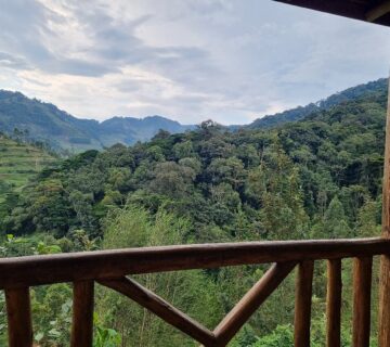 Experience Gorilla Tracking in Uganda and Rwanda