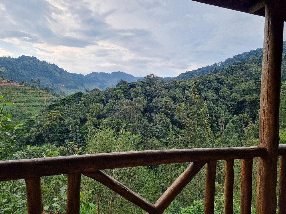 Bweza Gorilla Lodge Experience Gorilla Tracking in Uganda and Rwanda