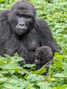 Gorilla Trekking in Rwanda