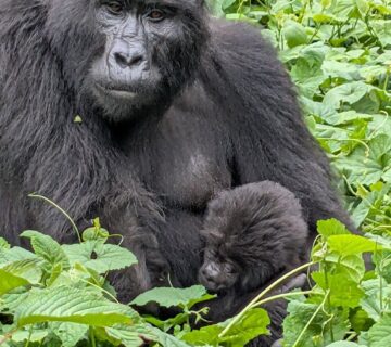 Where Can I See Gorillas and the Big Five in One Trip?