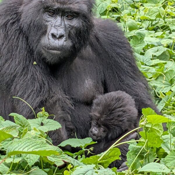 Kenya Wildlife Safari: Masai Mara & Kenya Game Where Can I See Gorillas and the Big Five in One Trip?