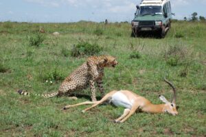 How Much Does a Kenya Trip Cost? A Realistic How Much Does a Kenya Trip Cost? A Realistic, Detailed