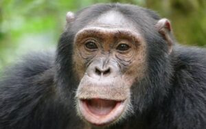 A Comprehensive Guide on Uganda’s Wild Animals