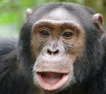 Can Animals Understand Human Language? Science Behind