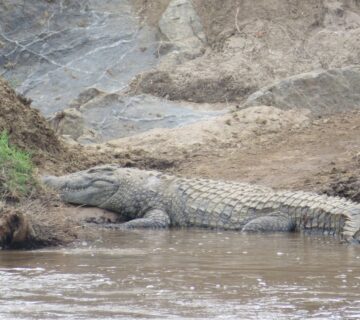 Crocodile vs Alligator: 7 Differences That Will Change