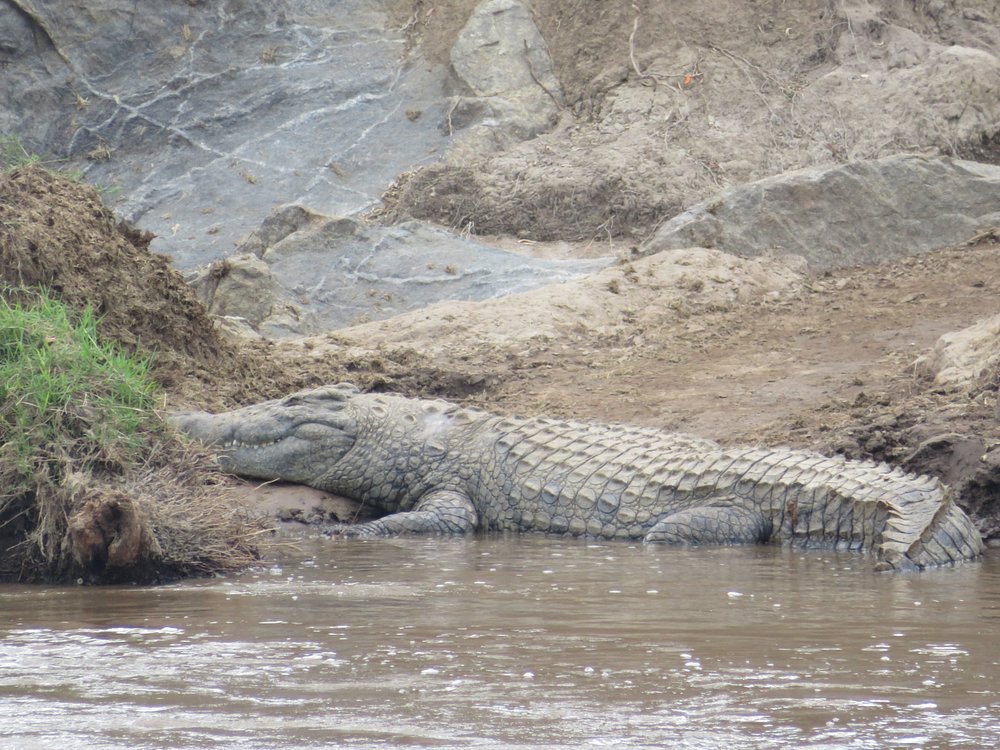 Crocodile vs Alligator: 7 Differences That Will Change