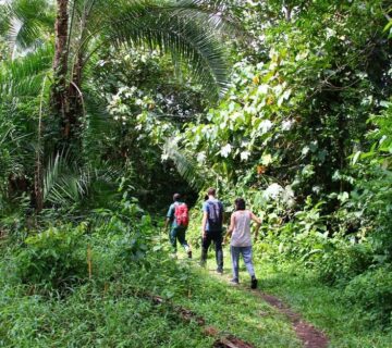 Exclusive Gorilla Trekking in Rwanda