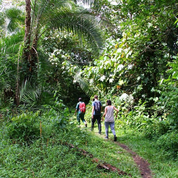 Exclusive Gorilla Trekking in Rwanda Exclusive Gorilla Trekking in Rwanda