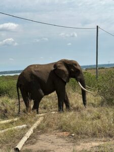 The Big Five Animals