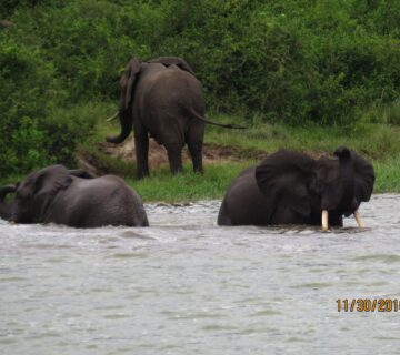 18 Day unforgettable Great Ugandan Safari