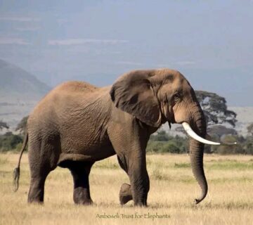 Why Elephants Never Forget: What Humans Can Learn from