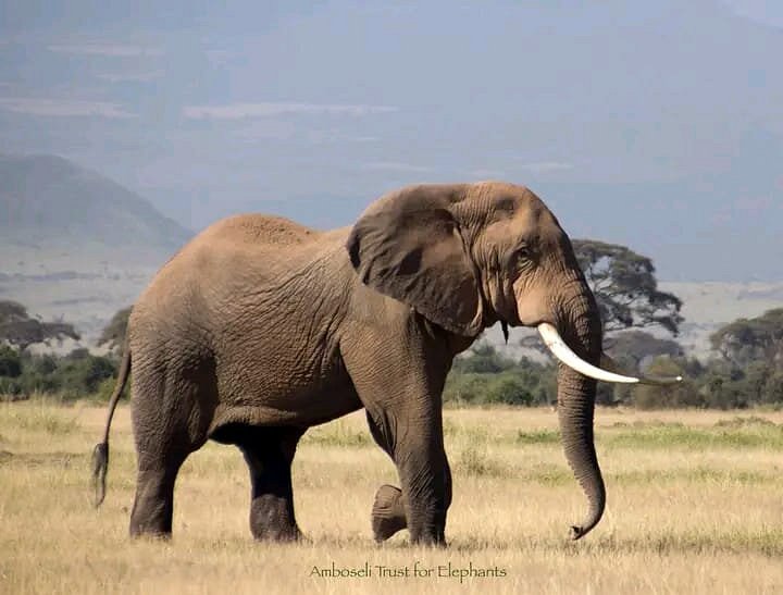 Why Elephants Never Forget: What Humans Can Learn from