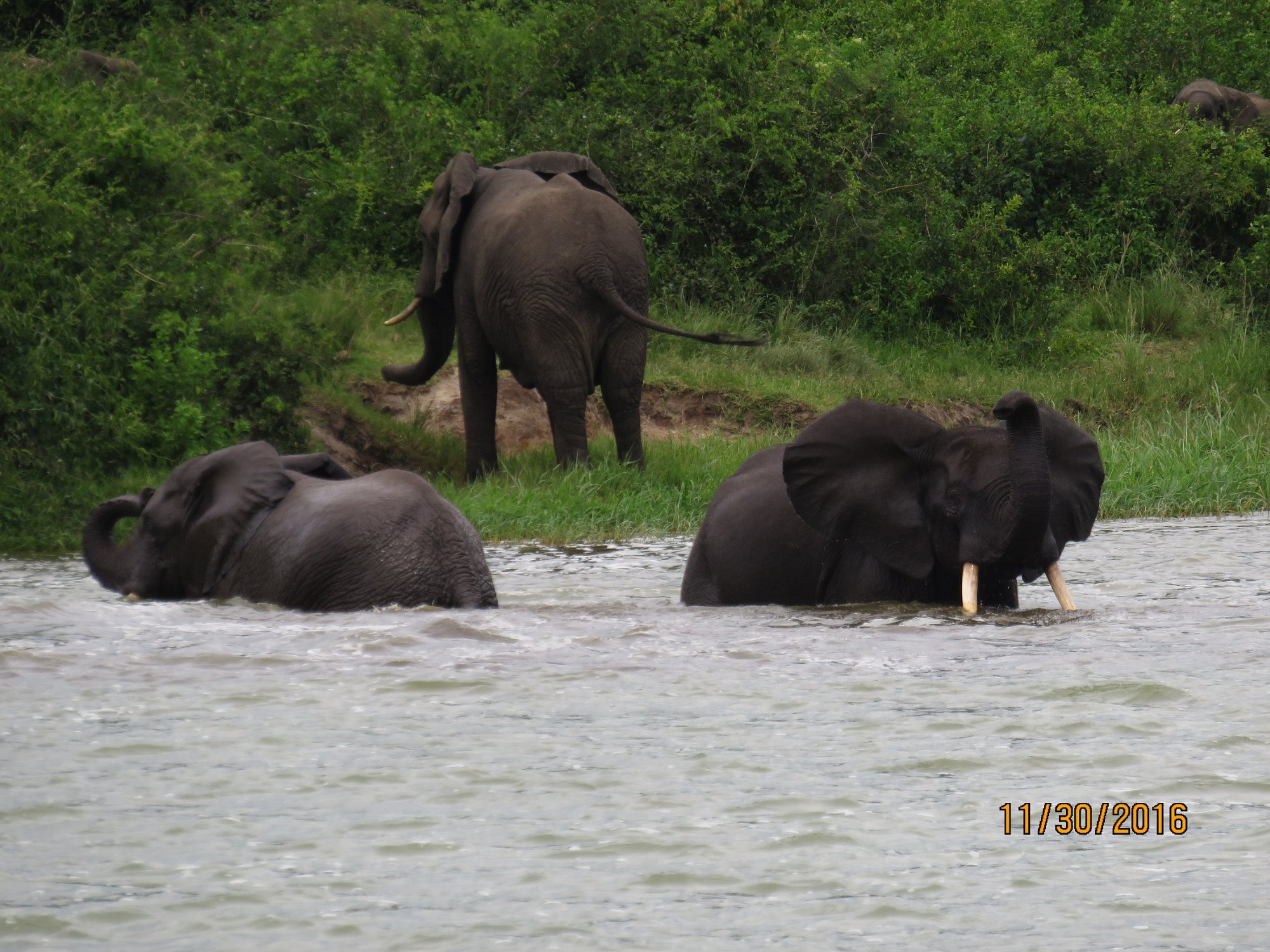 18 Day unforgettable Great Ugandan Safari