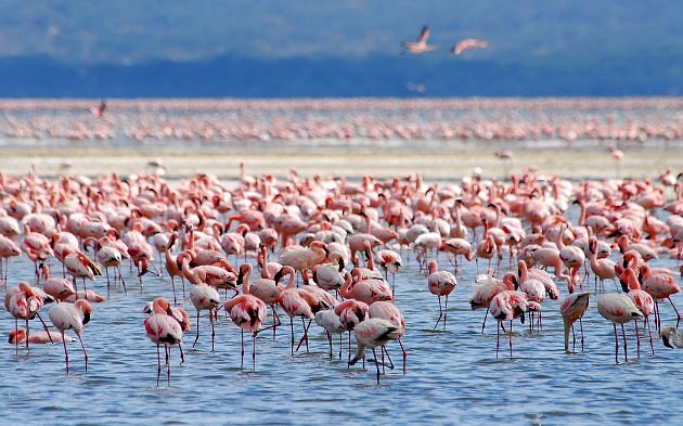 100 Incredible Animal Group Names Everyone Should Know