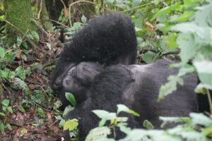 Best Safari for Couples in Africa: Romantic Luxury Best Safari for Couples in Africa: Romantic Luxury,