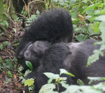 Best Safari for Couples in Africa: Romantic Luxury,