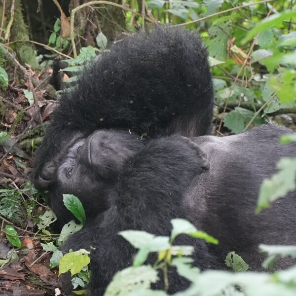 Everything You Need to Know Before Your Gorilla Adventure