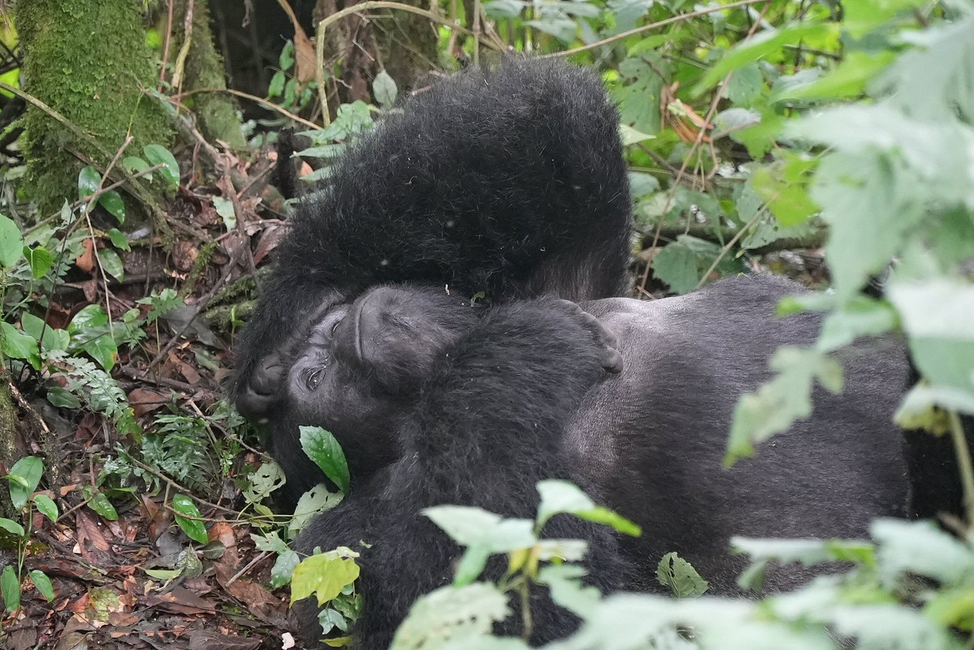 A Guide to a Gorilla Hike in Rwanda: Everything You Need Best Safari for Couples in Africa: Romantic Luxury,