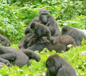 Inside a Mountain Gorilla Family: A Look into Their Daily