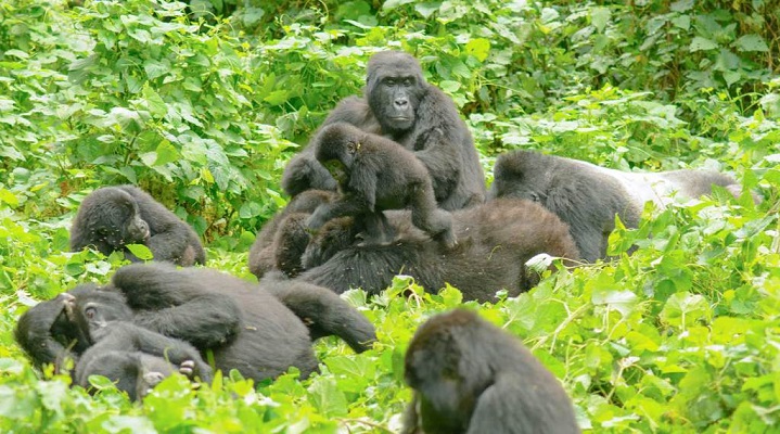Discounted Rwanda Gorilla Trekking Permits Inside a Mountain Gorilla Family: A Look into Their Daily
