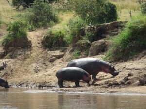 Top 10 Most Dangerous Animals You Can Encounter on a Kenya